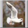 Larus ridibundus - Lachmoewe 09.jpg